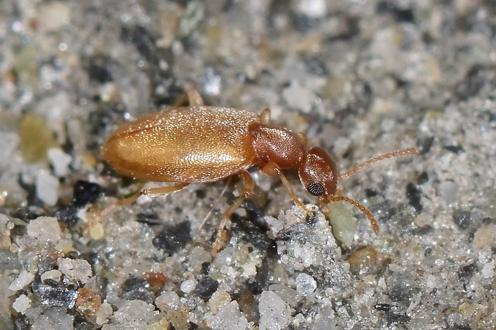 Anthicidae:  Anthicus schmidtii immaturo